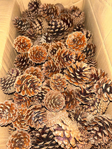 Conos de Pino <span class=keywords><strong>Ponderosa</strong></span> Forest Supply, Mini Conos de Pino, Conos de Piñones, Conos Decorativos, Conos de Coníferas, Conos de Pino del Bosque, Sin Acabado - Product Image 6