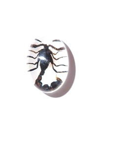 Cabujón Ovalado de Plástico con Espécimen Real de Escorpión Negro de 12x18 mm sobre Base Plana Blanca para Manualidades y Joyería - Product Image 4