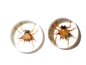 Espécimen Real de Araña Espinosa en Cabujón de Plástico Redondo de 25x25 mm con Base Plana Transparente para Manualidades y Joyería - Product Image 3