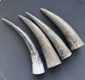 Pointe de corne de buffle sculptée 100 % naturelle de qualité supérieure, écologique, style animalier, vente en gros - Product Image 1