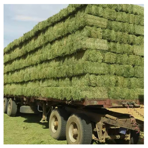 Alfalfa Hay Animal Feed High Fiber Dried Forage Hay Bale for Horses Cattle Sheep Wholesale Bulk Supply Export Supplier - Product Image 1