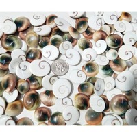 Lot en gros de cabochons en coquille Œil de Shiva naturelle, multicolores, formes et tailles variées, pour la fabrication de bijoux