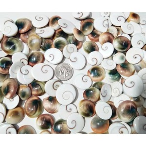 Gema de Concha de Ojo de Shiva Natural, Multicolor, de Diferentes Formas y Tamaños, Lote al por Mayor para la Fabricación de Joyas, Cabujón de Concha de Ojo de Shiva - Product Image 5