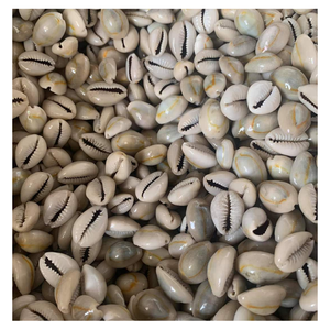 Cowrie Shell for Craft Projects and Jewelry Making with Consistent Quality and Export Supply - Product Image 1