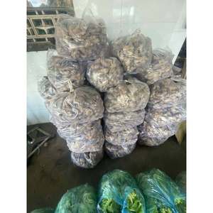 Gingembre frais HOA BINH du Vietnam |   Racine de gingembre aromatique et épicée pour l'exportation - Product Image 2