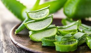 Tiras de Aloe Vera Congeladas Frescas para Cuidado de la Piel y Uso Médico - Product Image 6