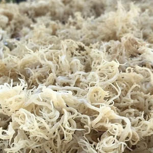 Biomasse marine séchée au soleil de type Cottonii du Vietnam, qualité export, pour la production de carraghénane - Product Image 1