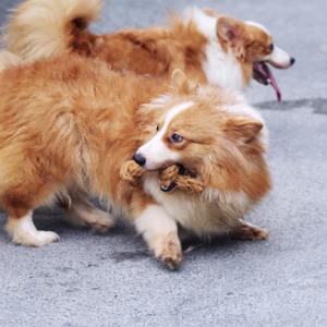 Pelota Masticable de Fibra de Coco para Perros, Precio Competitivo, Venta al Por Mayor, Juguete Ecológico para Mascotas, Proveedor de Marca Privada, Vietnam - Product Image 2