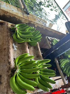 Plátano fresco Cavendish Vietnam Calidad de exportación Proveedor profesional Mercado global al por mayor Estable durante todo el año - Product Image 5