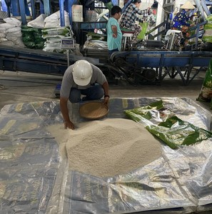 Arroz Blanco Vietnamita Orgánico de Alta Calidad, Textura Dura, Seco, de Grano Largo, Muestra Gratuita Disponible, Contacto +84 975452493 - Product Image 5