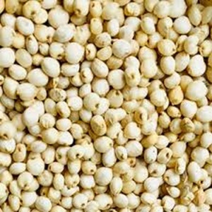Oferta Especial en Semillas de Sorgo Blanco Natural para Alimentación Animal y Procesamiento de Alimentos, Granos Limpios de Alta Nutrición Disponibles a Buen Precio - Product Image 6