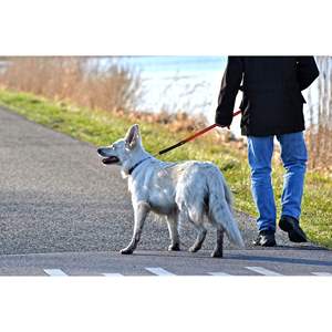 Geo-prene 2-in-1 Reflective Dog <b>Leash</b> and Collar Neoprene Padded Shock Absorbing for Active <b>Pets</b> - Product Image 6