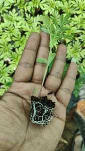 Bloque de Turba de Coco Triple Lavado, Premium, Ecológico, para Cultivo de Plantas, Flores, Alta Retención de Agua - Product Image 4