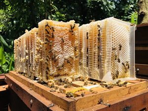 Raw Honeycomb 100% Natural | La mejor calidad Honeycomb de Vietnam | Raw Honeycomb Mayorista Mejor oferta - Product Image 4