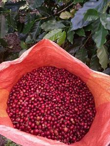HANCOFFEE Grains de café vert Arabica du Vietnam de haute qualité |   Non torréfié |   Vente en gros directe - Product Image 6