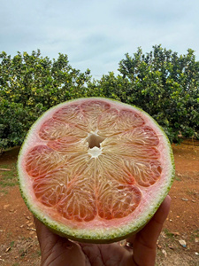 Pomelo/Pomelo Amarillo Fresco Orgánico de Vietnam con Sabor Dulce, Alta Calidad, 20cm, 1kg - Product Image 4