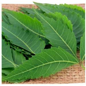 Feuilles de neem fraîches de qualité supérieure Produit agricole - Product Image 4