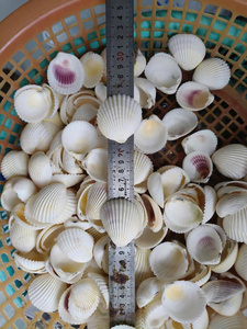 สินค้าขายดี งานฝีมือรักษ์โลก งานศิลปะพื้นบ้านเวียดนาม ของตกแต่งจากเปลือกหอย งานฝีมือธรรมชาติ ของตกแต่งบ้านสไตล์ชายทะเล - Product Image 2