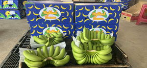 Plátanos Cavendish Frescos de Vietnam – Larga Duración, Calidad de Exportación para Mercados Globales - Product Image 4