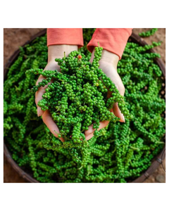 Pimienta Verde en Grano al por Mayor, Especias y Hierbas, Condimento para Hot Pot, Pimienta Verde Natural Orgánica de Cultivo - Product Image 1