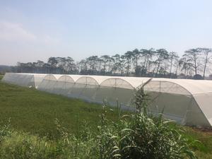 White Polyethylene Greenhouse Cover for Agricultural Use with Cutting Service - Product Image 4
