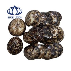 Disponibles Conchas de Limpet Azules Trituradas Sostenibles a Granel para Arte en Resina y Posavasos - Product Image 1