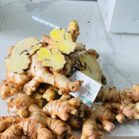 Natuurlijke Gember (Hele Gemberwortel/Jahe)-100% Cao Bang Vietnam 20kg Mesh Zak Karton 2 Jaar Houdbaarheid |   Klaar voor export (WA)