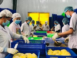 Durian Congelado de Vietnam, el Más Vendido - Suministro al por Mayor, Servicio OEM - Product Image 4