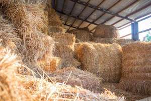 Export Quality Direct Factory Coco Peat Bulk Export With OEM Services 500 Tons/Month Supply Customized Bulk - Product Image 3
