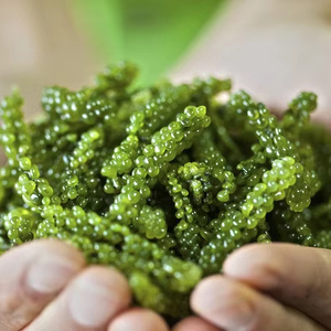 องุ่นทะเลเวียดนามอันดับ 1 พร้อมประโยชน์อันยอดเยี่ยม/ คุณลิลลี่ - Product Image 1