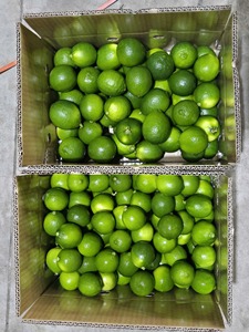 Limón fresco sin semillas a granel de Vietnam a bajo precio |   Fruta Cítrica con Alto Rendimiento de Jugo para Producción de Bebidas y Procesamiento de Alimentos - Product Image 6
