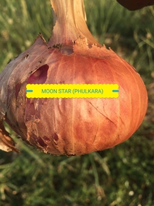 Graines d'oignon jaune (Phulkara) OPV, pureté 99,99%, germination 85% - Product Image 1
