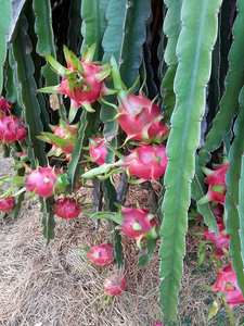 Producto de cáscara púrpura-rojo vibrante de fruta de dragón fresca para recetas de postres gourmet y bebidas refrescantes de jugo sin alcohol - Product Image 3