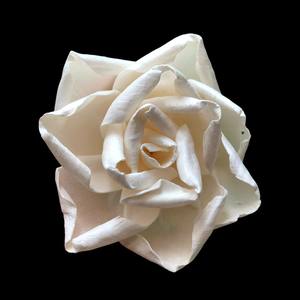 Flor de Sola Rosa Marfil, Flores de Madera de Sola de 8-8.5 CM, Varilla de Fibra Vegetal de Sesbania, Aromaterapia Hecha a Mano - Product Image 4