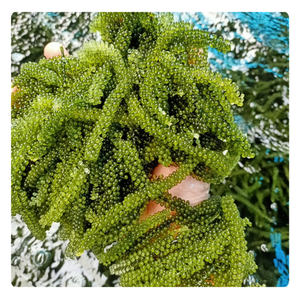 Uvas de Mar Deshidratadas de Vietnam, Suministro al por Mayor, Alta Calidad, Producto Más Vendido - Product Image 5