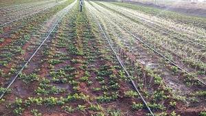 Manguera de Riego Agrícola de PE de 40 mm, Duradera, para Pulverización, Tubería de Lluvia de 100 Metros, Niebla de Agua Uniforme, Suministro para Cultivos, Orificios Láser para Granjas - Product Image 5