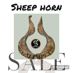 Artesanías naturales pulidas del fabricante indio, existencias de cuerno de carnero a un precio razonable para decoración religiosa del hogar o amante de los animales - Product Image 6