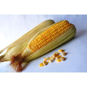 ข้าวโพดเหลือง/ข้าวโพดหวาน/ข้าวโพดเมล็ดเหลือง ปลอดจีเอ็มโอ ขายส่งจำนวนมาก - Product Image 1