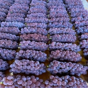 Oferta Exclusiva de Uvas Frescas, Dulces y Jugosas, Fruta Natural al por Mayor para Compradores Globales, Exportadores y Supermercados - Product Image 5