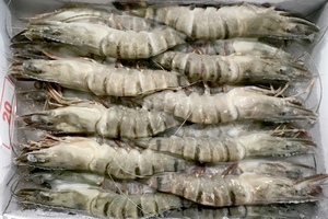กุ้งหวานแวนนาไมแช่แข็งสด HLSO IQF สำหรับซูเปอร์มาร์เก็ต - Product Image 3