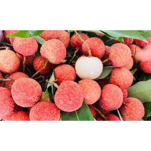 Litchis surgelés IQF de qualité supérieure |   Emballé sous vide |   Usine au Vietnam |   Approvisionnement en gros pour l'exportation - Product Image 1