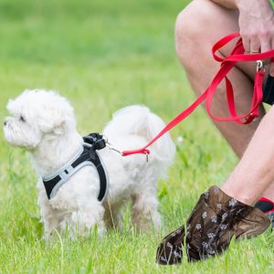 Bolsas para excremento de perro, bolsas de plástico desechables para excremento de perro, para perros, para desechos de mascotas, para paseos al aire libre - Product Image 3