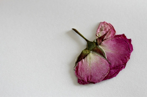 2025 Hot Selling Wholesale <b>Dried</b> Wholesale Price High Quality OEM Service Packing Available in Cheapest Rose <b>Petals</b> in Custom - Product Image 3