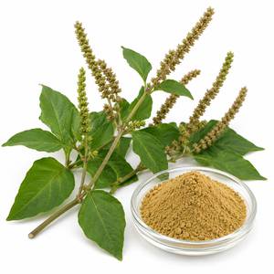 Extracto de Achyranthes Aspera en Polvo a Granel de Fábrica, Extracto Herbal Estandarizado para Formulaciones Ayurvédicas OEM ODM - Product Image 6