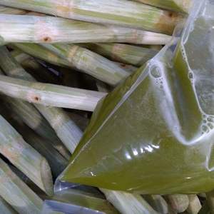 Palitos de Caña de Azúcar Congelados IQF Premium, Grado Alimenticio, Vietnam, Envasados al Vacío a Granel - Product Image 1