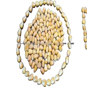 Vente en gros de maïs de poulet de maïs de volaille de qualité supérieure alimentation pour poissons à haute teneur en protéines jaune doré l pour l'alimentation animale - Product Image 3