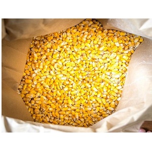 Maïs jaune séché en gros pour l'alimentation animale - Product Image 1