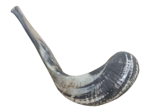 Shofar en Corne de Bœuf Naturelle Brute, Vente en Gros, Non Fini, Fait Main, AZ ENTERPRISES pour la Fabrication de Shofars, Produits Religieux et Culturels - Product Image 2
