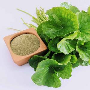 Polvo de Hoja de Centella Asiática Deshidratada al por Mayor, Superalimento Verde para Bebidas Detox - Product Image 6