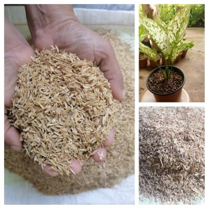 Coques de riz biologiques, déchets agricoles, mélange de culture, amendement du sol, ingrédient naturel pour l'alimentation animale - Arya Digital India - Product Image 2